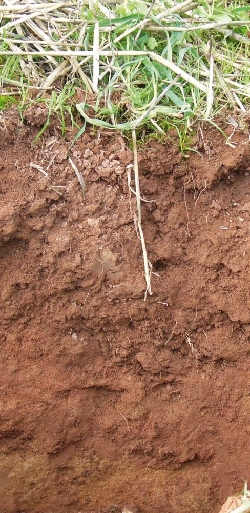 Profile of a sandy soil